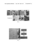 SELF-ASSEMBLY OF THERAPEUTIC AGENT-PEPTIDE NANOSTRUCTURES diagram and image