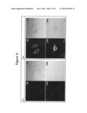 PEPTIDE NUCLEIC ACID DERIVATIVES WITH GOOD CELL PENETRATION AND STRONG     AFFINITY FOR NUCLEIC ACID diagram and image