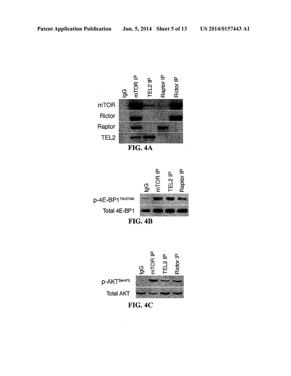 METHODS AND COMPOSITIONS FOR DETECTING AND MODULATING A NOVEL MTOR COMPLEX - diagram, schematic, and image 06