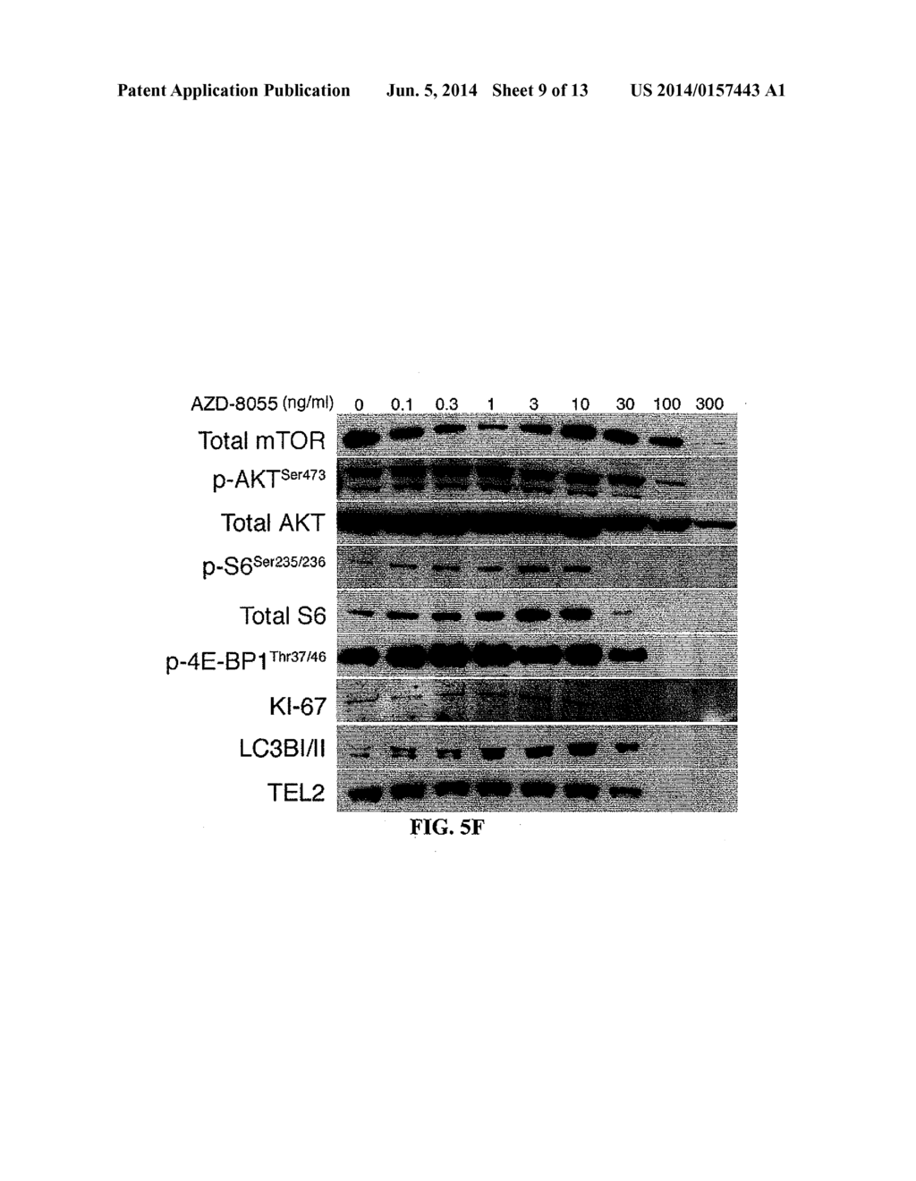 METHODS AND COMPOSITIONS FOR DETECTING AND MODULATING A NOVEL MTOR COMPLEX - diagram, schematic, and image 10