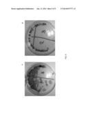 PRODUCTION OF HYDROGEN USING AN ANAEROBIC BIOLOGICAL PROCESS diagram and image