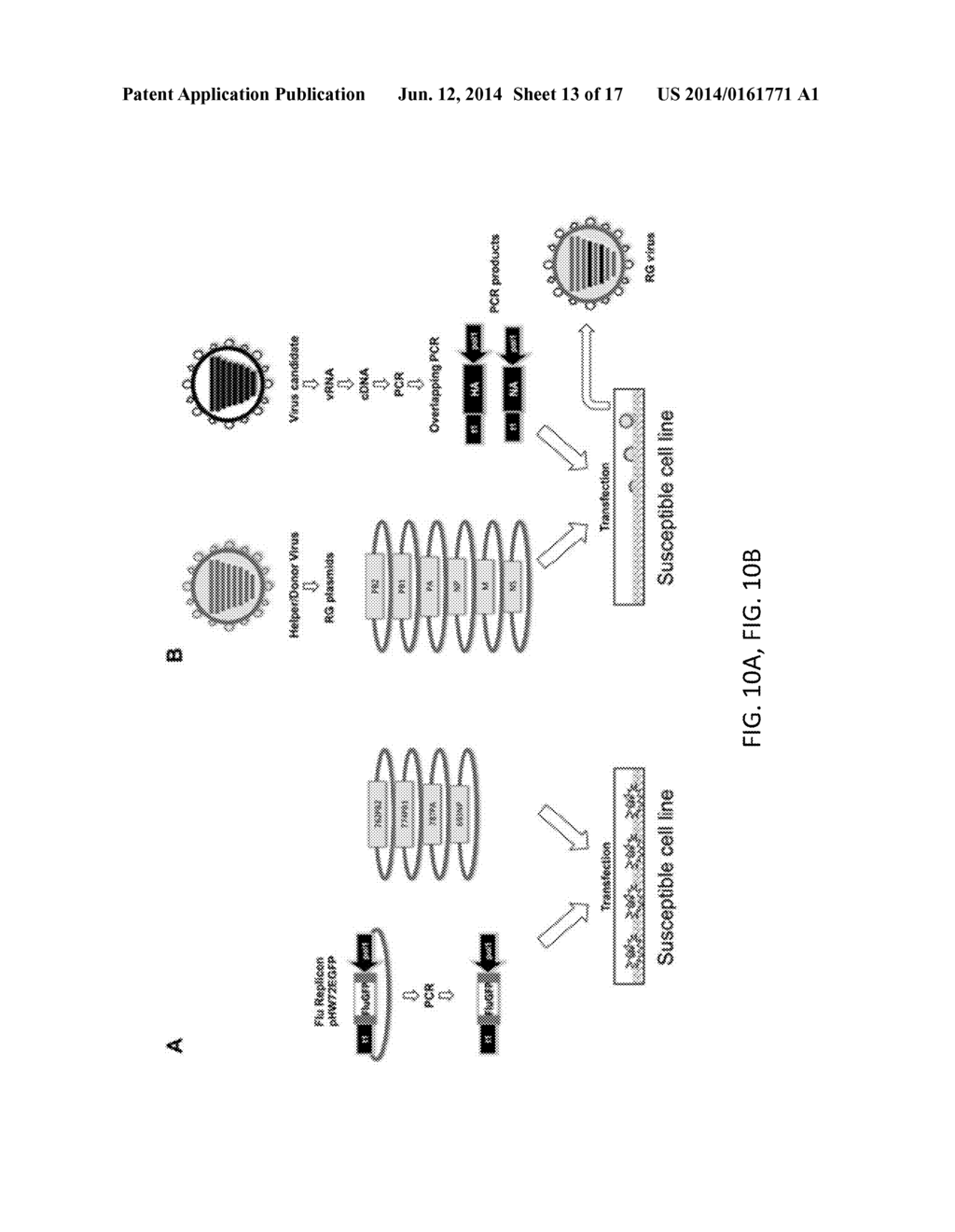 RECOMBINANT INFLUENZA VIRUSES AND CONSTRUCTS AND USES THEREOF - diagram, schematic, and image 14