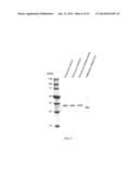 RNase H-Based Assays Utilizing Modified RNA Monomers diagram and image