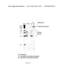 RNase H-Based Assays Utilizing Modified RNA Monomers diagram and image