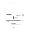 RNase H-Based Assays Utilizing Modified RNA Monomers diagram and image