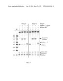 RNase H-Based Assays Utilizing Modified RNA Monomers diagram and image