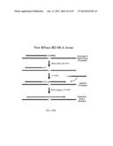 RNase H-Based Assays Utilizing Modified RNA Monomers diagram and image