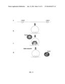 METHODS OF DETECTING LONG RANGE CHROMOSOMAL INTERACTIONS diagram and image