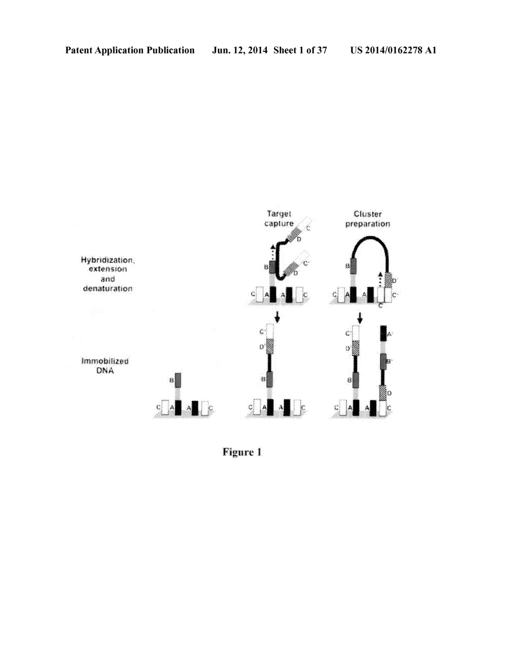 METHODS AND COMPOSITIONS FOR ENRICHMENT OF TARGET POLYNUCLEOTIDES - diagram, schematic, and image 02