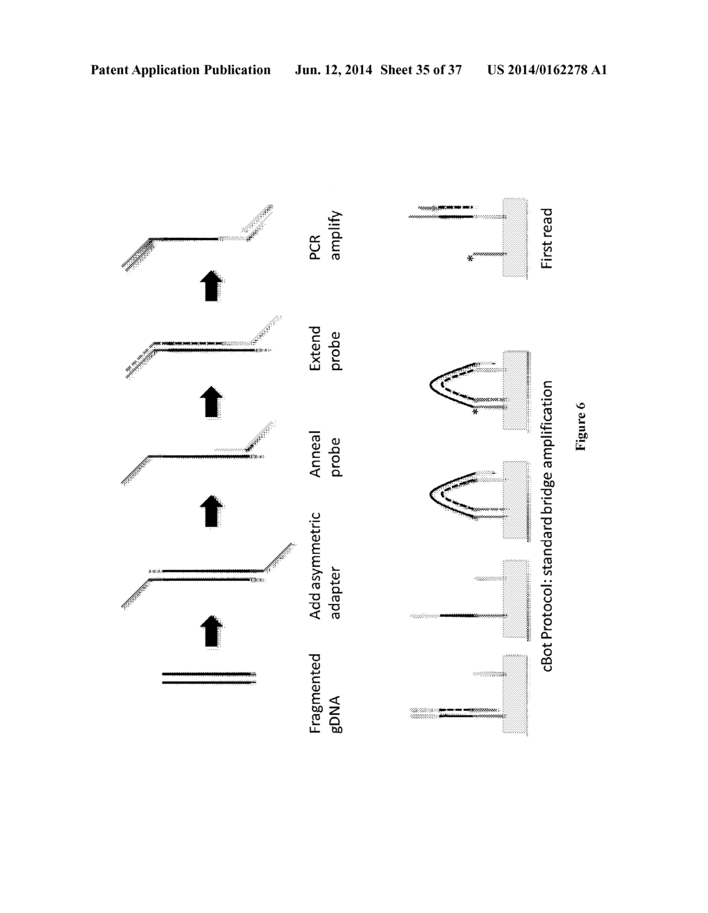 METHODS AND COMPOSITIONS FOR ENRICHMENT OF TARGET POLYNUCLEOTIDES - diagram, schematic, and image 36