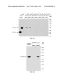 Methods of Modulating Vesicular Trafficking diagram and image