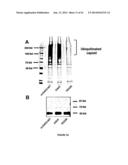 NUCLEOTIDE SEQUENCES, METHODS, KIT AND A RECOMBINANT CELL THEREOF diagram and image