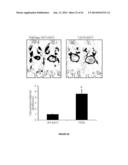 NUCLEOTIDE SEQUENCES, METHODS, KIT AND A RECOMBINANT CELL THEREOF diagram and image