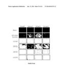 NUCLEOTIDE SEQUENCES, METHODS, KIT AND A RECOMBINANT CELL THEREOF diagram and image