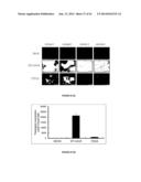 NUCLEOTIDE SEQUENCES, METHODS, KIT AND A RECOMBINANT CELL THEREOF diagram and image