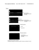 VECTOR FOR FOREIGN GENE INTRODUCTION, AND METHOD FOR PRODUCING VECTOR IN     WHICH FOREIGN GENE HAS BEEN INTRODUCED diagram and image