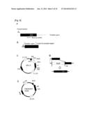 VECTOR FOR FOREIGN GENE INTRODUCTION, AND METHOD FOR PRODUCING VECTOR IN     WHICH FOREIGN GENE HAS BEEN INTRODUCED diagram and image