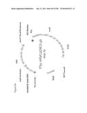 ISOPRENE PRODUCTION USING THE DXP AND MVA PATHWAY diagram and image