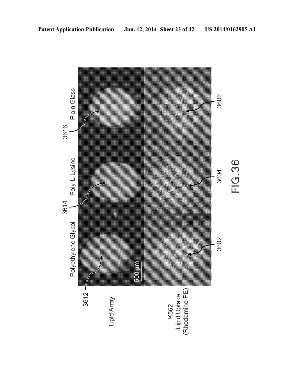 EVAPORATIVE EDGE LITHOGRAPHY OF A LIPOSOMAL DRUG MICROARRAY FOR CELL     MIGRATION ASSAYS - diagram, schematic, and image 24