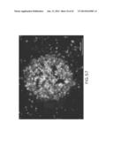 EVAPORATIVE EDGE LITHOGRAPHY OF A LIPOSOMAL DRUG MICROARRAY FOR CELL     MIGRATION ASSAYS diagram and image