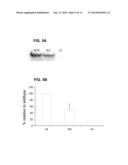 COMPOSITIONS AND METHODS FOR TRANSPORT ACROSS THE BLOOD BRAIN BARRIER diagram and image