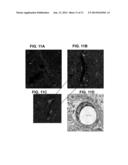 COMPOSITIONS AND METHODS FOR TRANSPORT ACROSS THE BLOOD BRAIN BARRIER diagram and image