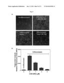 NOVEL MODULATORS OF DEVELOPMENT OF ADIPOCYTE AND CANCER CELLS diagram and image