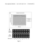 Mycobacterial Disease Detection, Treatment, and Drug Discovery diagram and image