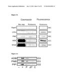 BETA-LACTONES AS ANTIBACTERIAL AGENTS diagram and image