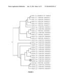 Plants Having Increased Yield-Related Traits and a Method for Making the     Same diagram and image