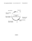 Plants Having Increased Yield-Related Traits and a Method for Making the     Same diagram and image