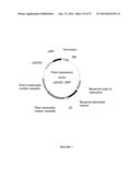 Plants Having Increased Yield-Related Traits and a Method for Making the     Same diagram and image