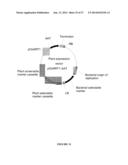 Plants Having Increased Yield-Related Traits and a Method for Making the     Same diagram and image