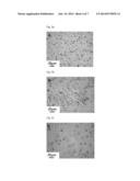 MAGNETIC RESONANCE IMAGING T2 CONTRAST MEDIUM FOR CELL CONTRASTING, AND     METHOD FOR MANUFACTURING SAME diagram and image