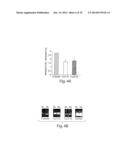 CYTOKINE INDUCTION OF SELECTIN LIGANDS ON CELLS diagram and image