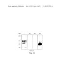 CYTOKINE INDUCTION OF SELECTIN LIGANDS ON CELLS diagram and image