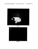 Neural Scaffolds diagram and image