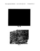 Neural Scaffolds diagram and image