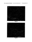 Neural Scaffolds diagram and image