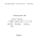 Hepatocyte Based Insulin Gene Therapy For Diabetes diagram and image