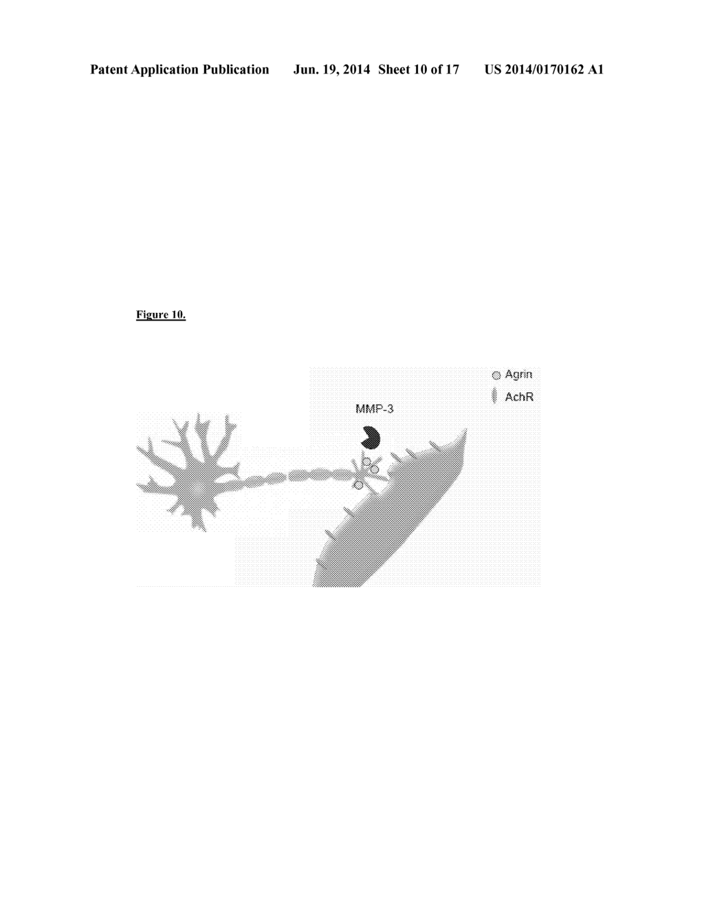 PRESERVATION OF THE NEUROMUSCULAR JUNCTION (NMJ) AFTER TRAUMATIC NERVE     INJURY - diagram, schematic, and image 11