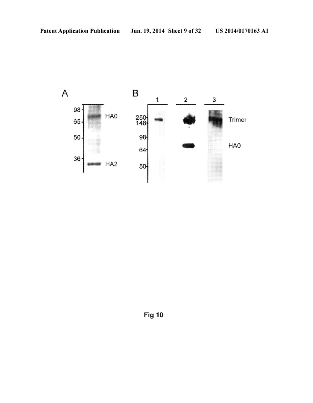 MONOCLONAL ANTIBODIES AGAINST INFLUENZA VIRUS GENERATED BY CYCLICAL     ADMINISTRATION AND USES THEREOF - diagram, schematic, and image 10