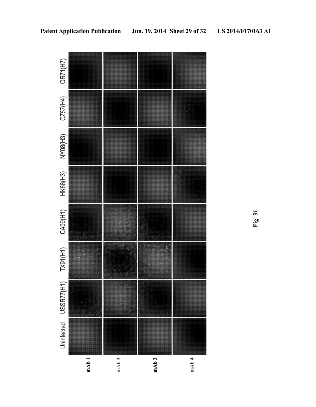 MONOCLONAL ANTIBODIES AGAINST INFLUENZA VIRUS GENERATED BY CYCLICAL     ADMINISTRATION AND USES THEREOF - diagram, schematic, and image 30