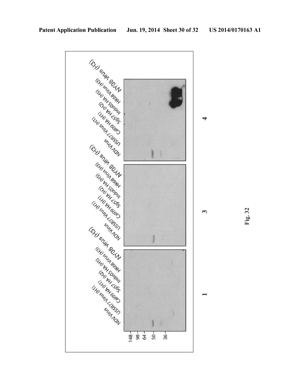 MONOCLONAL ANTIBODIES AGAINST INFLUENZA VIRUS GENERATED BY CYCLICAL     ADMINISTRATION AND USES THEREOF - diagram, schematic, and image 31