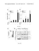 METHODS OF GENERATING HYPER INOS EXPRESSING CELLS AND USES THEREOF diagram and image