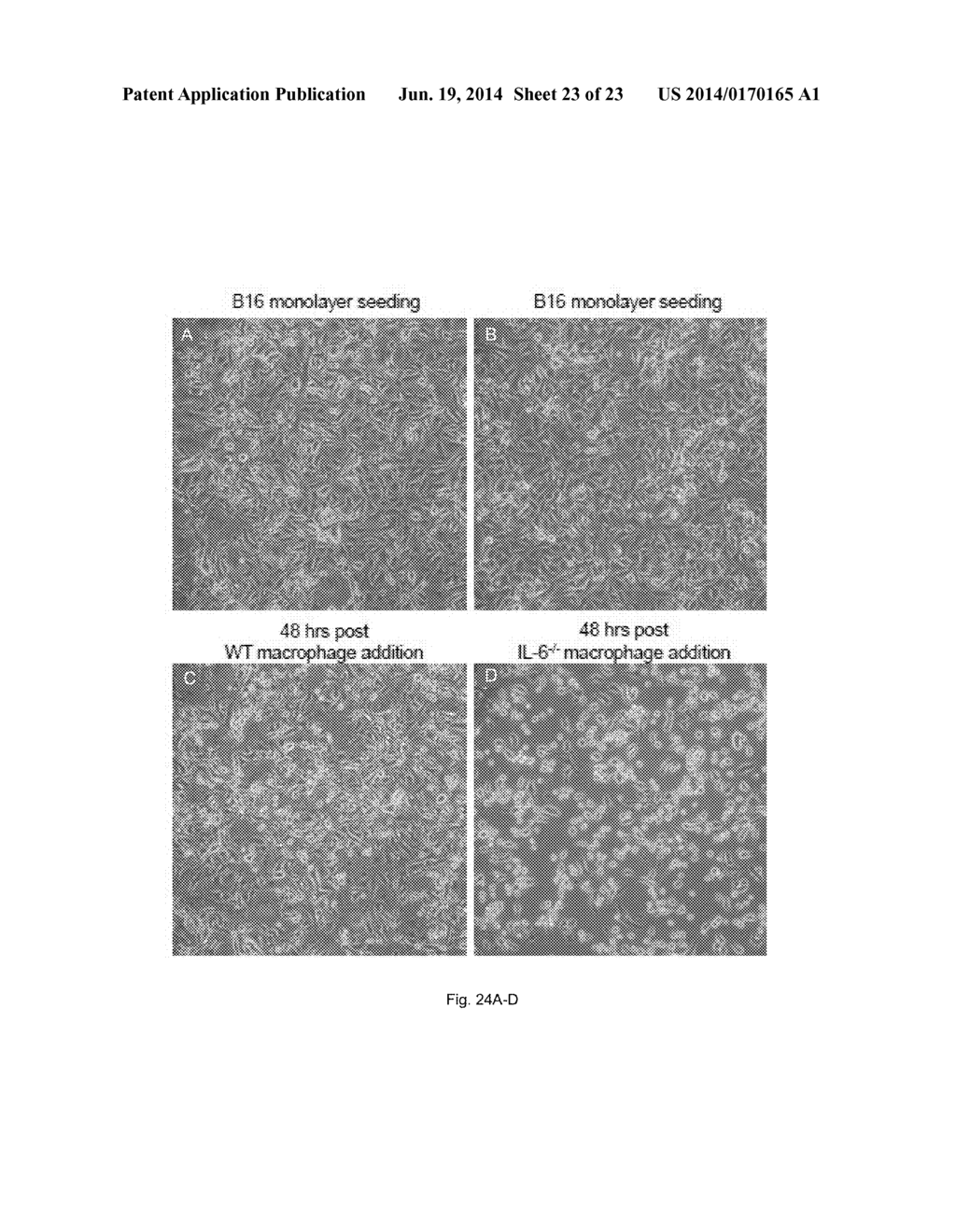 METHODS OF GENERATING HYPER INOS EXPRESSING CELLS AND USES THEREOF - diagram, schematic, and image 24