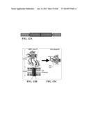 ANTIBODIES WHICH BIND SOLUBLE T-CELL RECEPTOR LIGANDS diagram and image