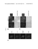 D-Amino Acid Derivative-Modified Peptidoglycan and Methods of Use Thereof diagram and image