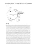 VIRUS-LIKE PARTICLES AND METHODS OF USE diagram and image