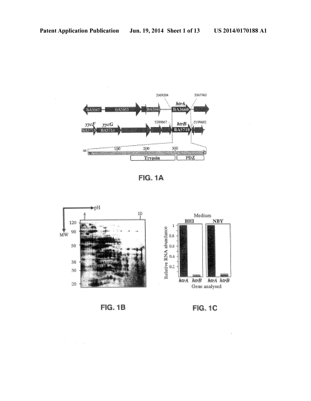 BACILLUS ANTHRACIS HtrA-DEFECTIVE-DERIVED VACCINES - diagram, schematic, and image 02